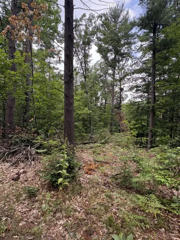 Picture 43