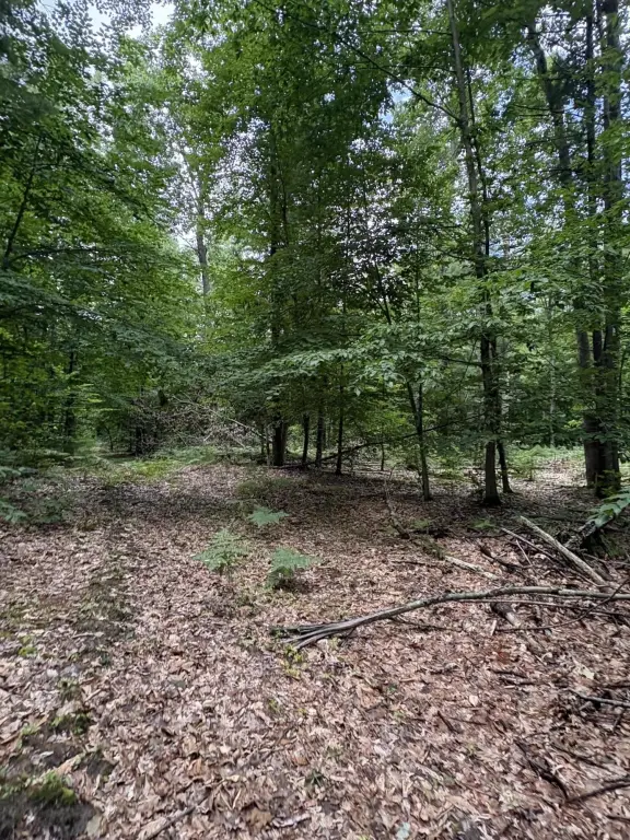 Picture 48