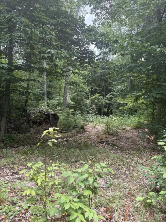 Picture 15