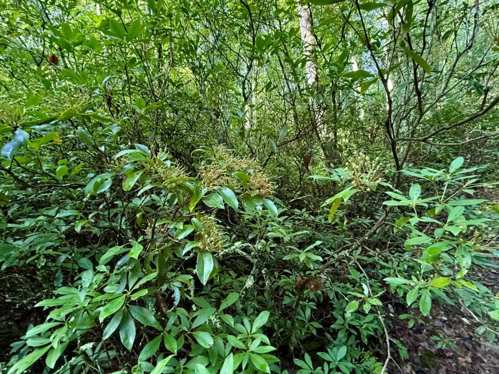 Picture 27