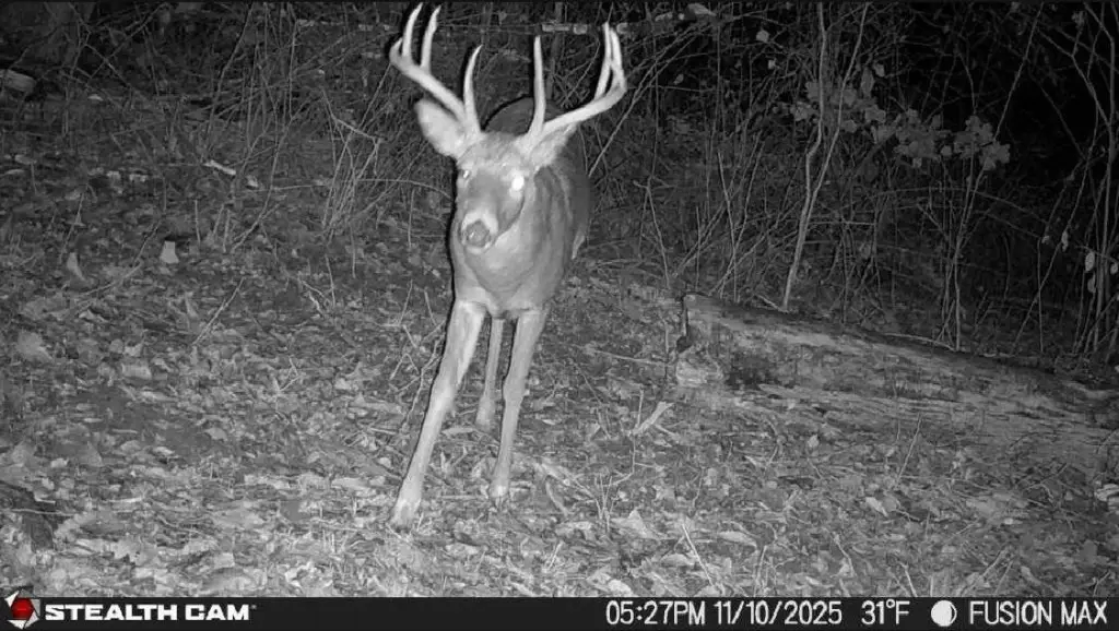 Picture 3