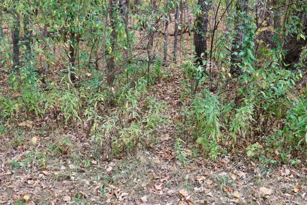 Picture 51