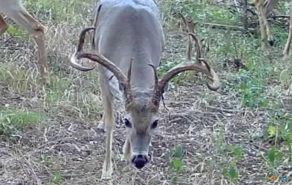 Picture 31