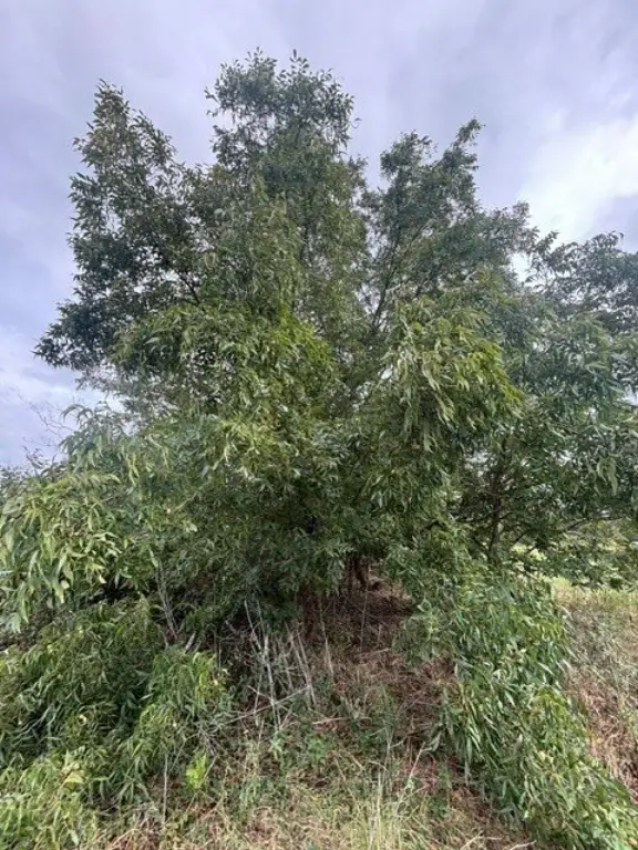 Picture 4