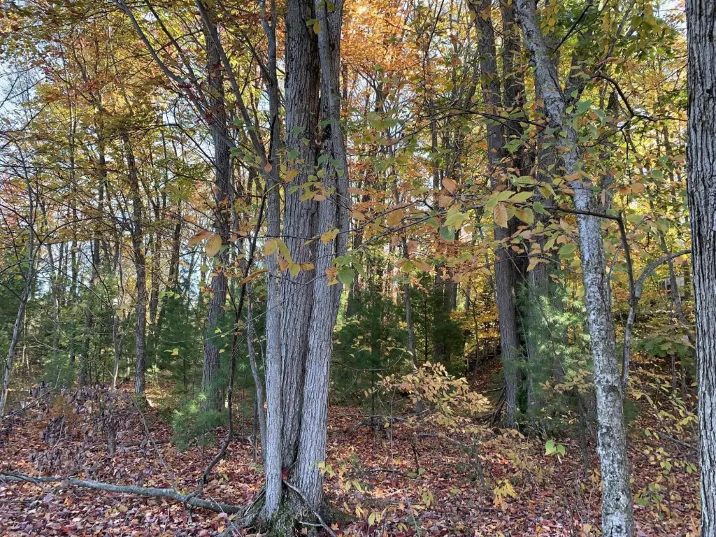 Picture 18