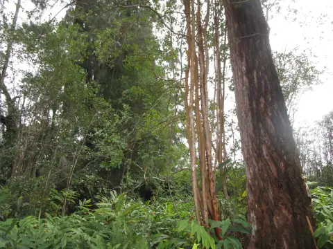 Wooded Lot in Volcano, HI