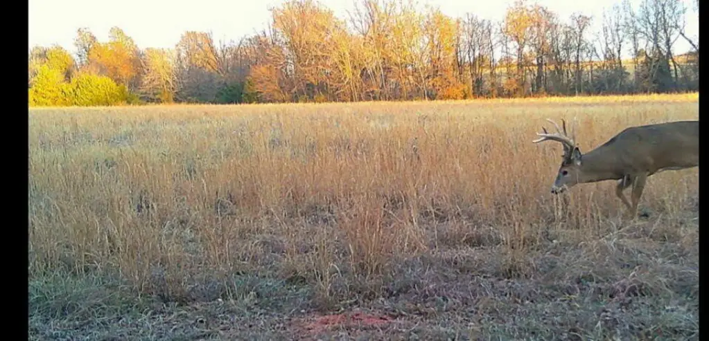 Picture 51