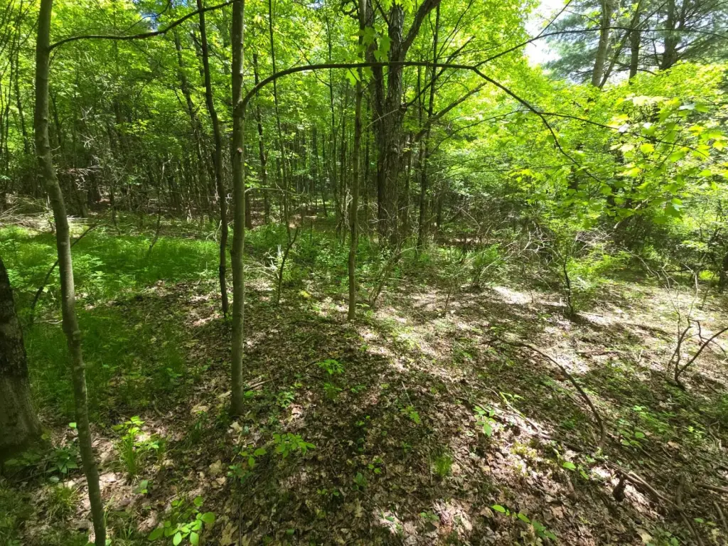Picture 17