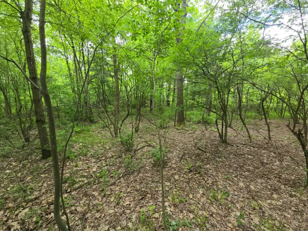 Picture 6