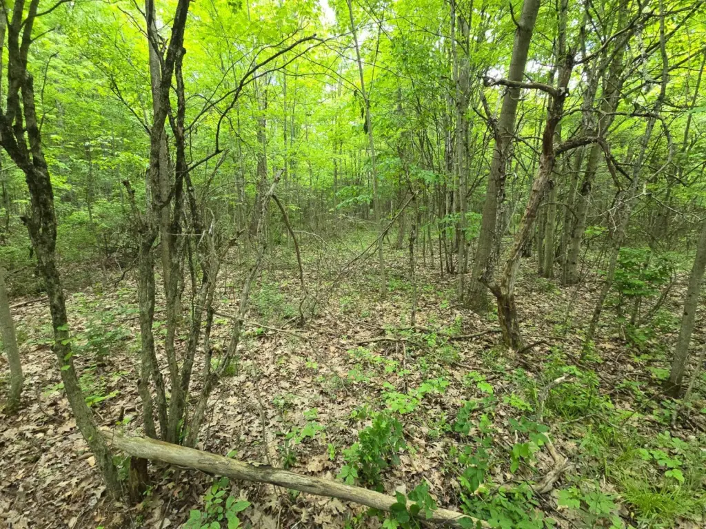 Picture 8