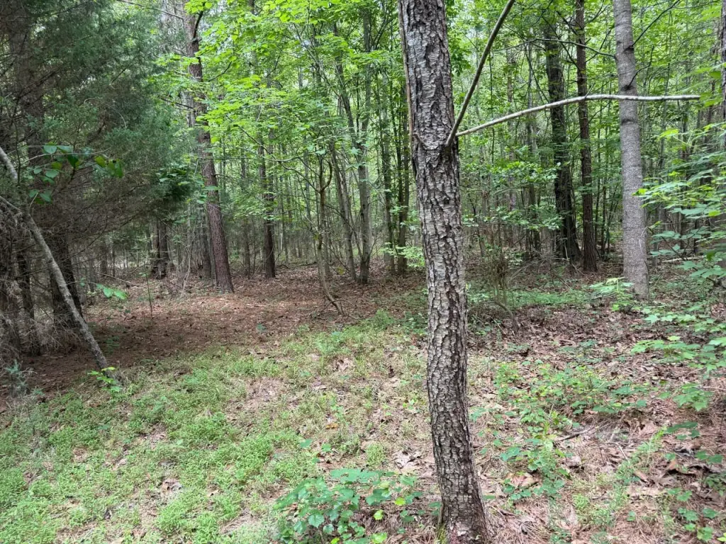 Picture 15