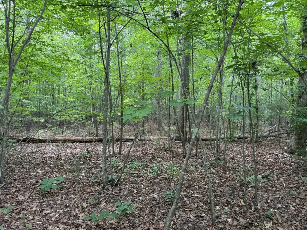 Picture 17
