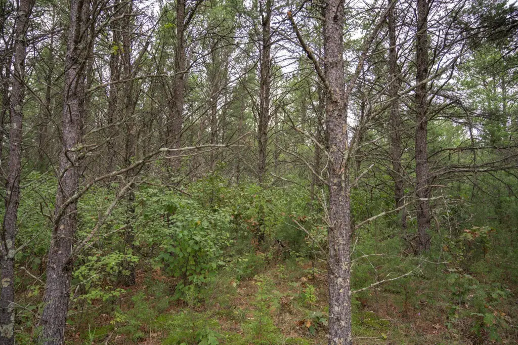 Picture 29