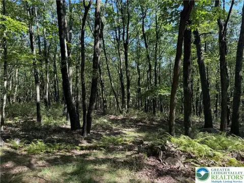 Wooded Acres in Penn Forest