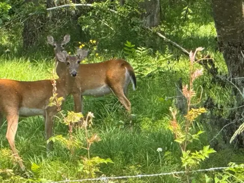 Land Available in ANGLETON, TX