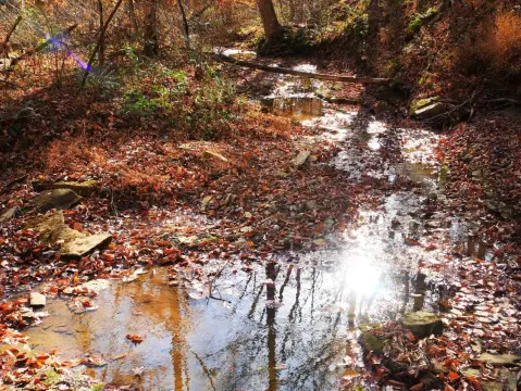 Wooded Land Ideal for Hunting