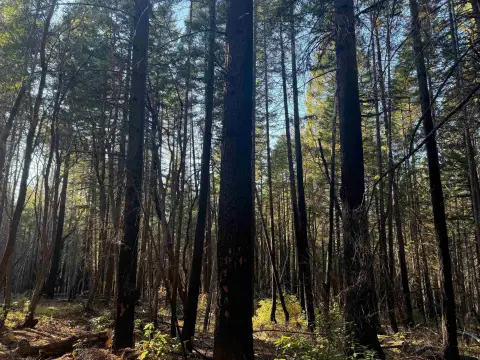 5 Acres Forest Getaway