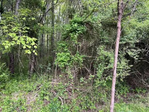 Wooded Lot with Creek Frontage