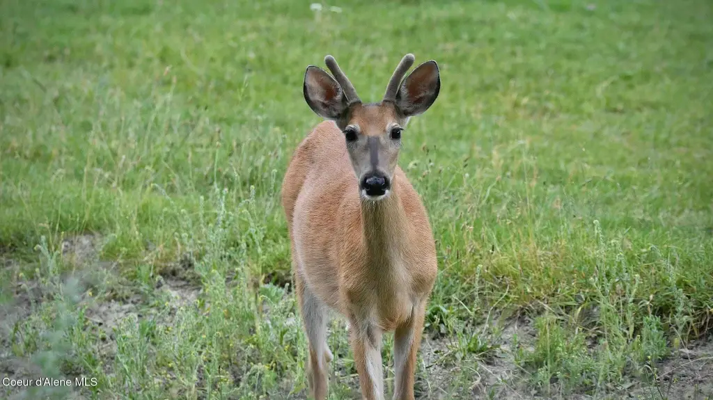 Picture 68