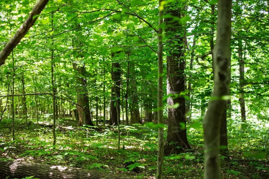 Picture 15