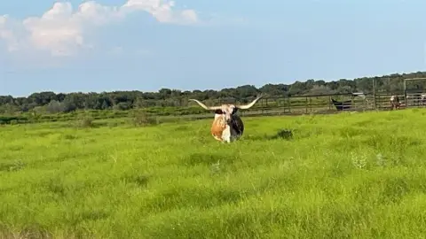 Stephenville Farm and Ranch Retreat