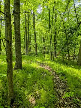 Wooded Land in Beaverton, MI
