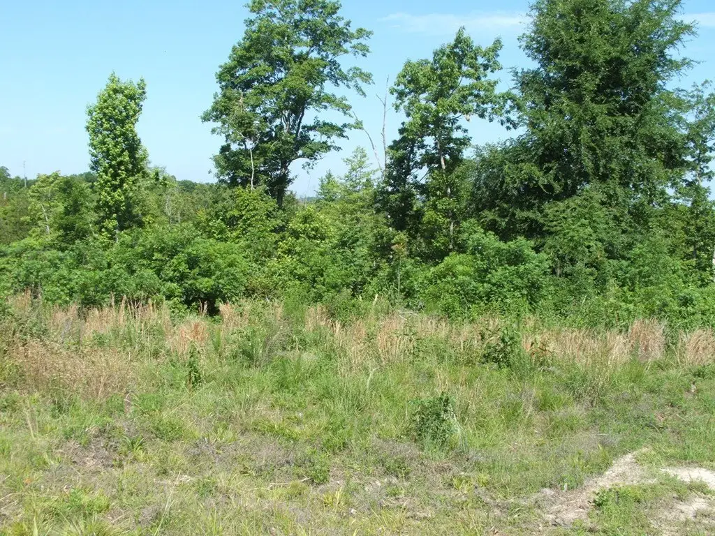 Picture 4