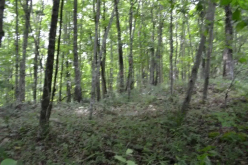 Picture 36
