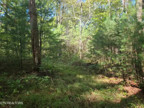 48 Acres Woodland Hunting Land