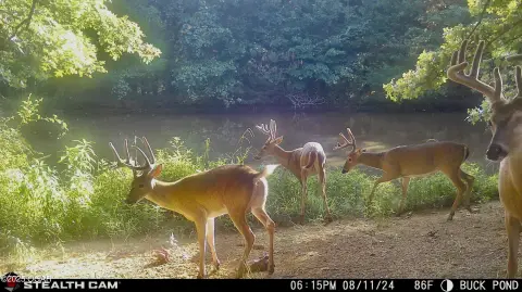 Prime Hunting Land Near Sac River