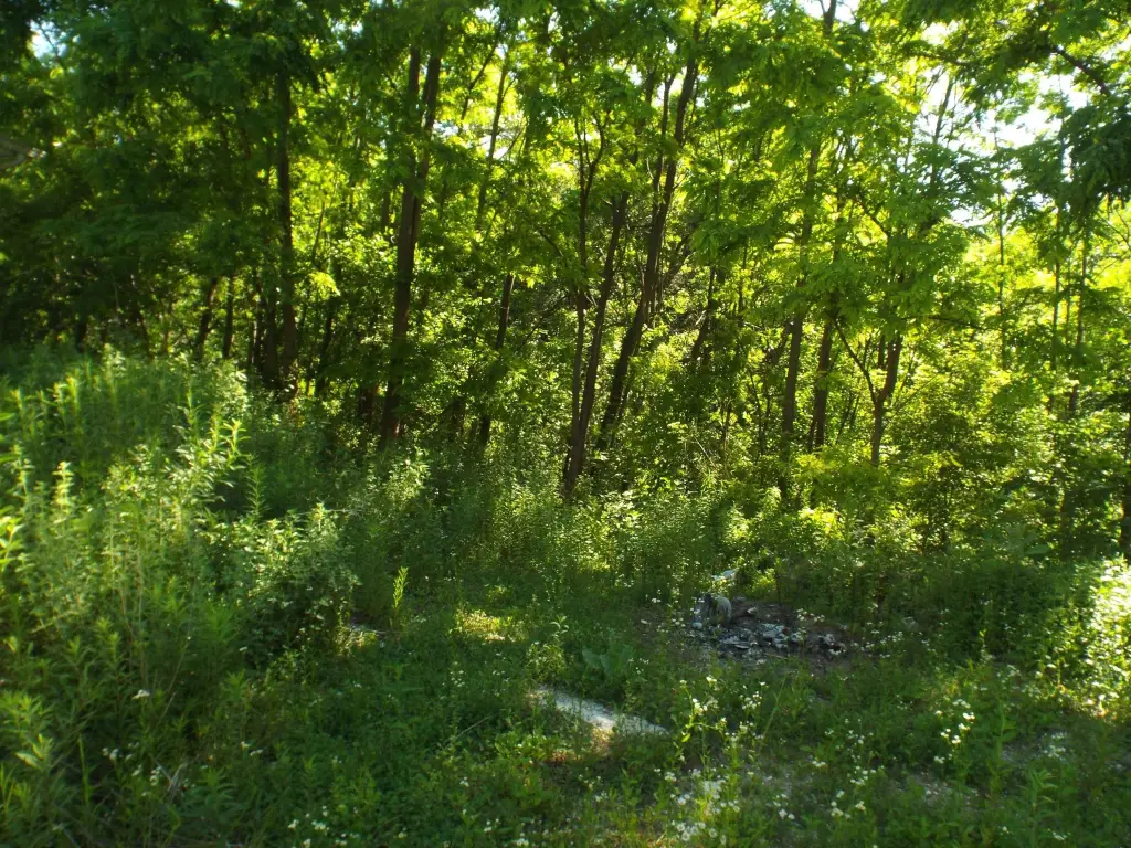 Picture 21