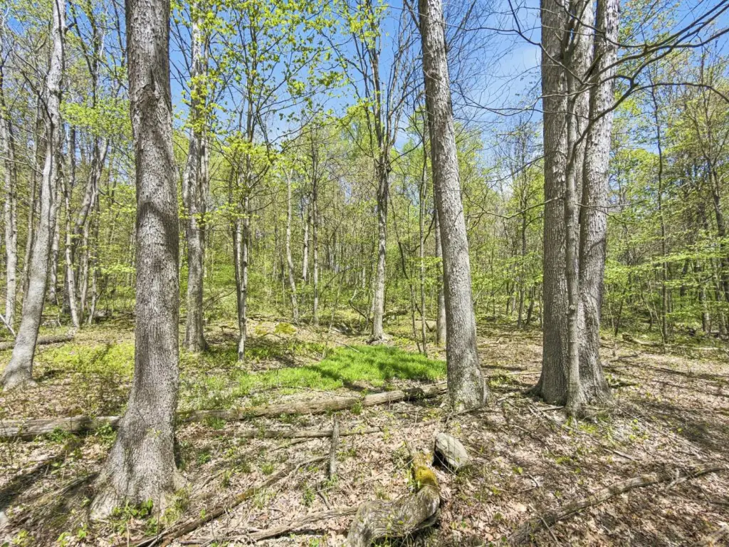 Picture 35