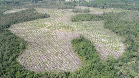 Gum Branch Vacant Land Tract