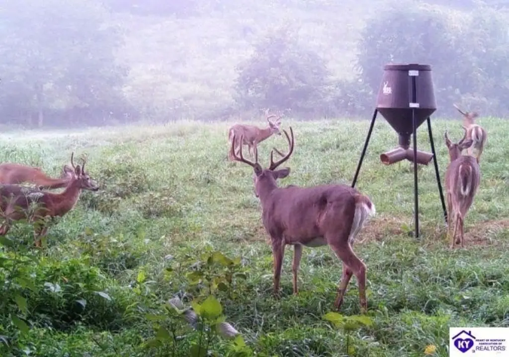 Picture 50