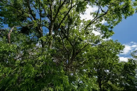 Residential Land in Terrell, Texas