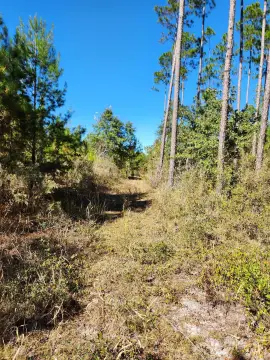 Bristol, FL Land Homesite