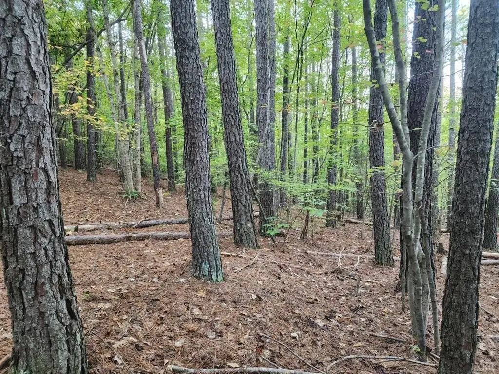 Picture 15