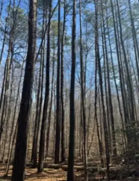 Wooded Recreation Land with Creek