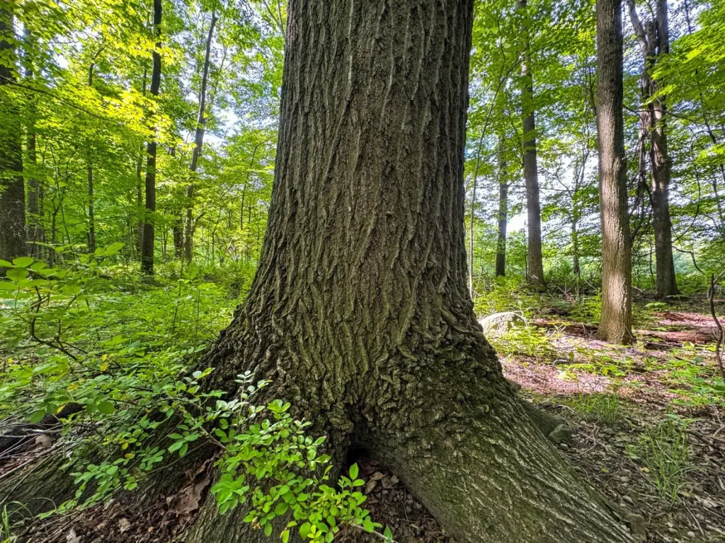 Picture 33