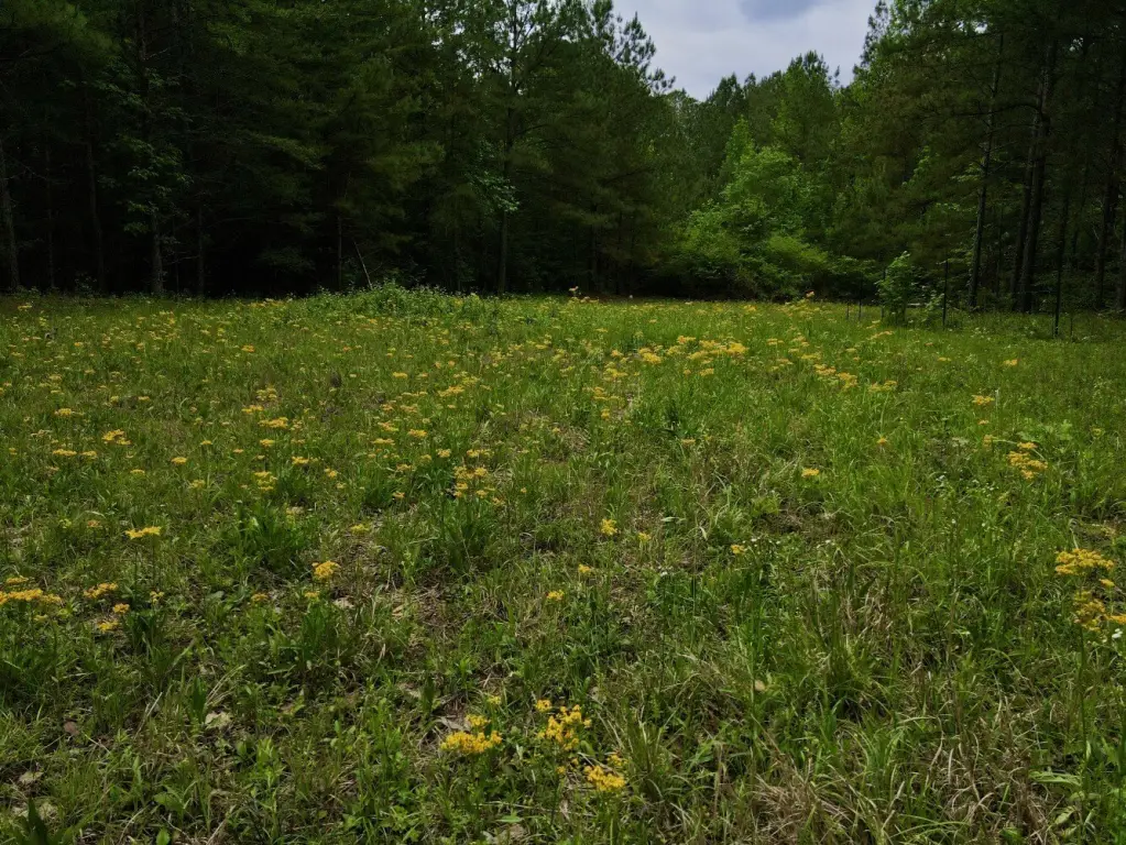 Picture 41