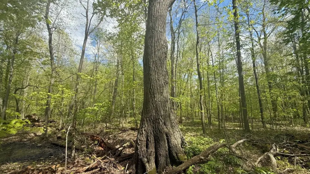 Picture 11