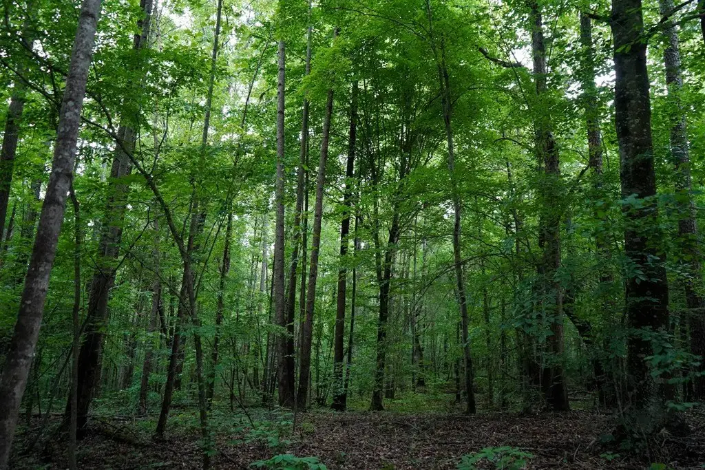 Picture 25