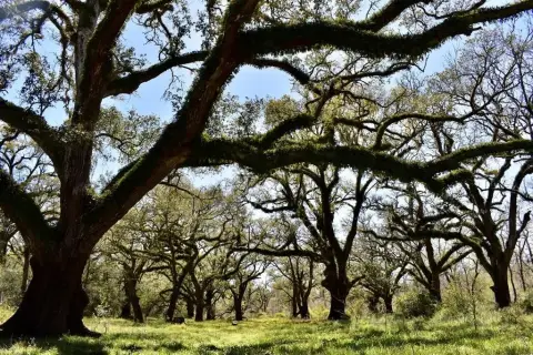 Angleton Farm/Ranch with Highway Frontage