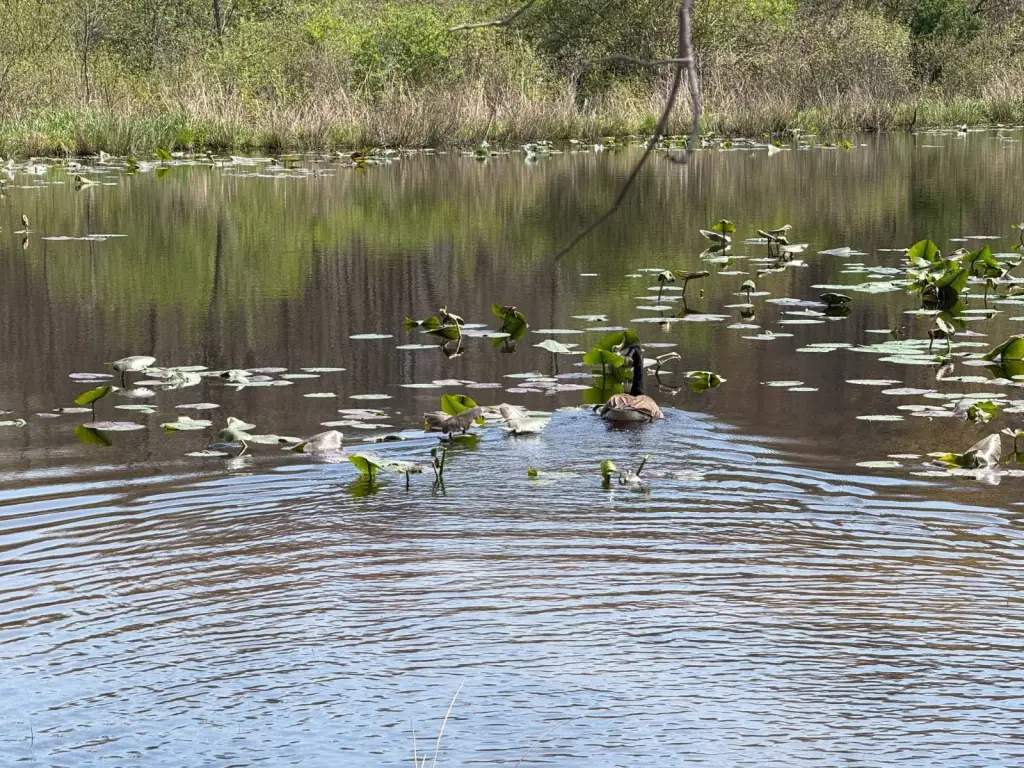 Picture 23