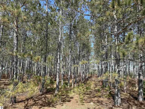 Thompsonville, MI Building Parcel