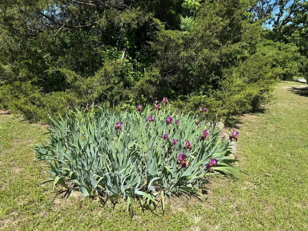 Picture 21