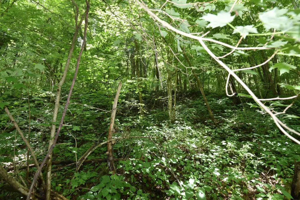 Picture 17
