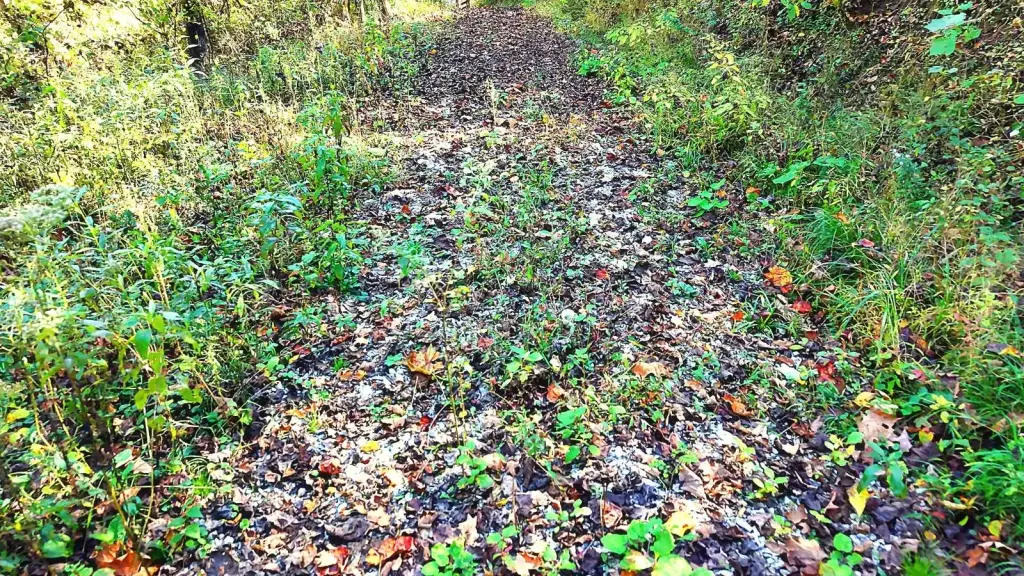 Picture 13