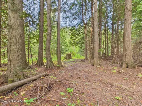 Timbered Land with Seasonal Creek