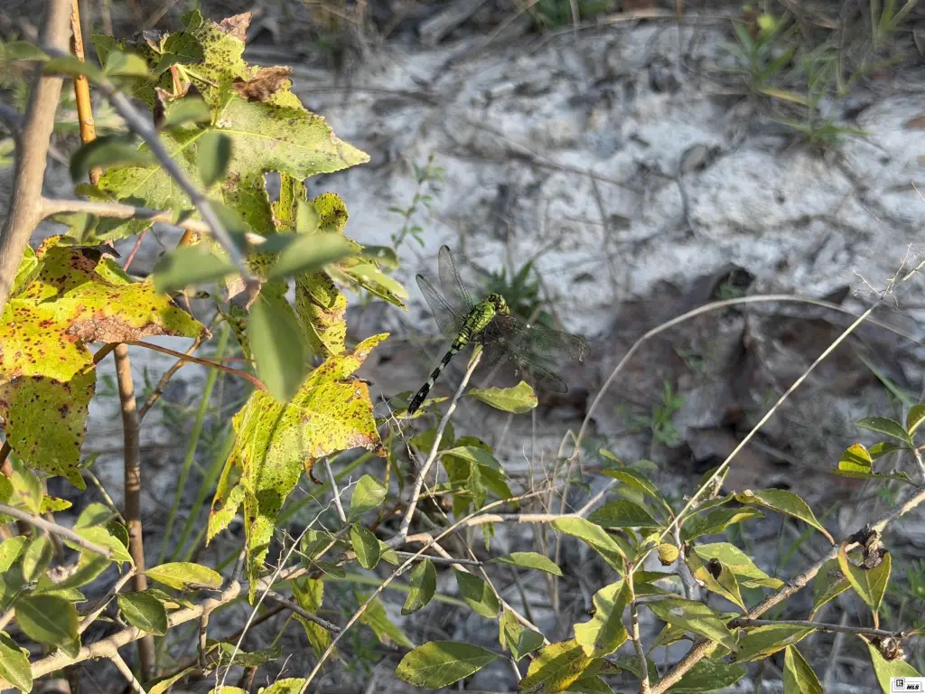 Picture 24